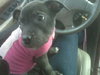 Mingo-ADOPTED-4.9.11
