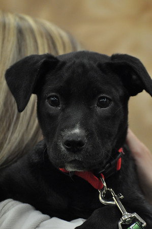 Mingo-ADOPTED-4.9.11