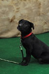 Mingo-ADOPTED-4.9.11