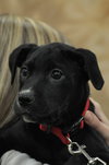 Mingo-ADOPTED-4.9.11