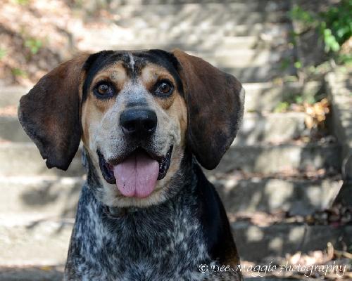 Drake-ADOPTED