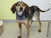 Drake-ADOPTED