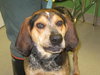 Drake-ADOPTED