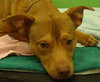 Spencer - ADOPTED 02.10.12