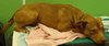 Spencer - ADOPTED 02.10.12
