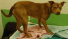 Spencer - ADOPTED 02.10.12