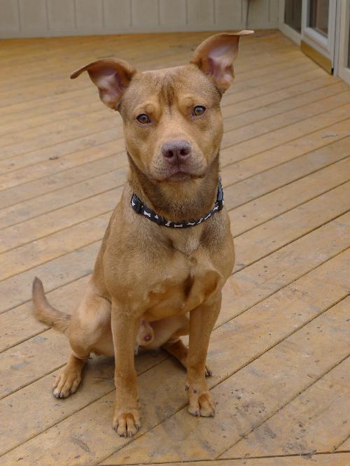 Spencer - ADOPTED 02.10.12