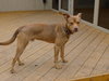 Spencer - ADOPTED 02.10.12