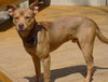 Spencer - ADOPTED 02.10.12