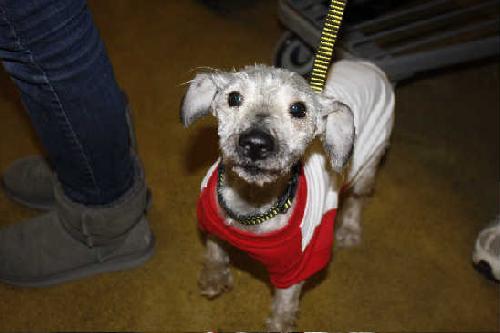 Molly-ADOPTED-3.27.11
