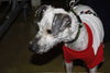 Molly-ADOPTED-3.27.11