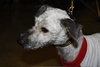 Molly-ADOPTED-3.27.11
