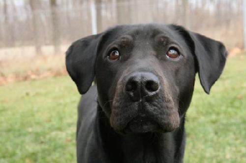 Hodge - ADOPTED 02.28.12