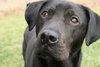 Hodge - ADOPTED 02.28.12