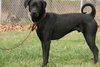 Hodge - ADOPTED 02.28.12