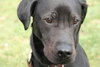 Hodge - ADOPTED 02.28.12