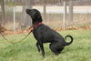 Hodge - ADOPTED 02.28.12