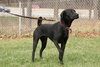 Hodge - ADOPTED 02.28.12