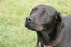 Hodge - ADOPTED 02.28.12
