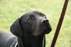 Hodge - ADOPTED 02.28.12