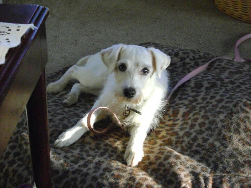 Blue-Eyed Angel - ADOPTED 10.11.11