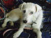 Blue-Eyed Angel - ADOPTED 10.11.11