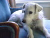 Blue-Eyed Angel - ADOPTED 10.11.11