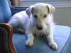 Blue-Eyed Angel - ADOPTED 10.11.11
