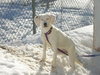 Krissy-Adopted 3/24/11