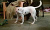 Krissy-Adopted 3/24/11