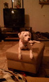 Krissy-Adopted 3/24/11