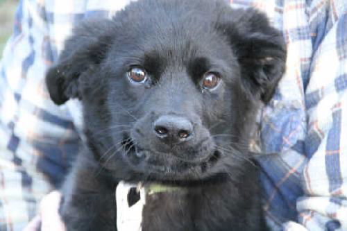 Marabel - ADOPTED 03.27.11