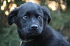 Marabel - ADOPTED 03.27.11