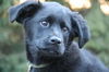 Marabel - ADOPTED 03.27.11