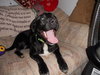 Brewster-ADOPTED-4.8.11