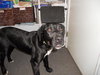 Brewster-ADOPTED-4.8.11