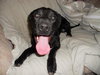 Brewster-ADOPTED-4.8.11