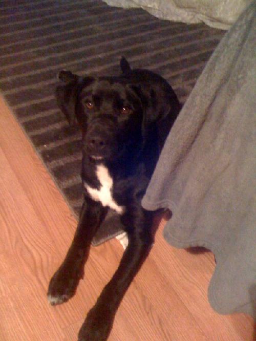 Brewster-ADOPTED-4.8.11