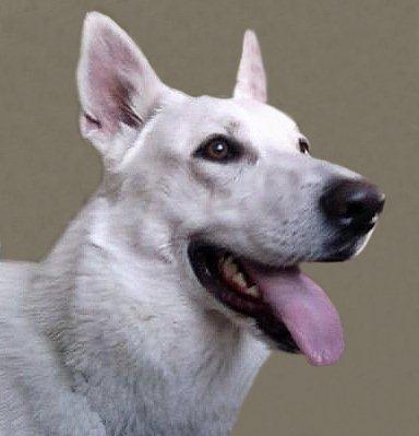 Tyson-ADOPTED-3.25.11