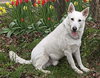 Tyson-ADOPTED-3.25.11