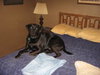 Ms Lola - ADOPTED 06.04.11