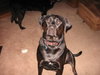 Ms Lola - ADOPTED 06.04.11