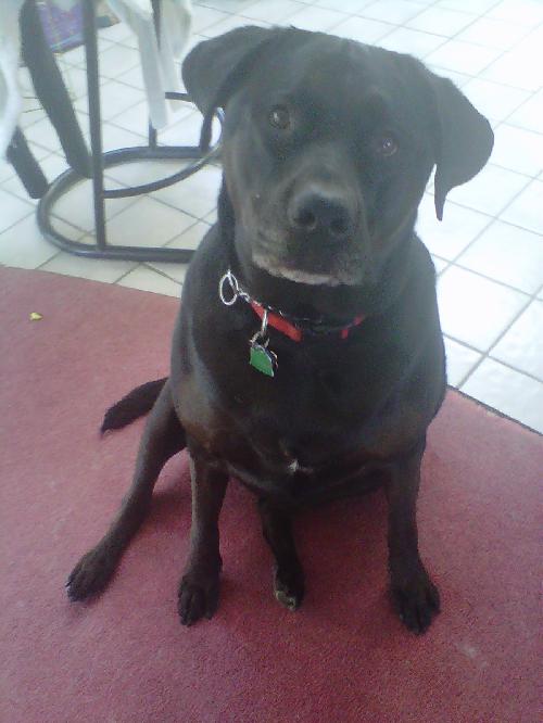 Ms Lola - ADOPTED 06.04.11