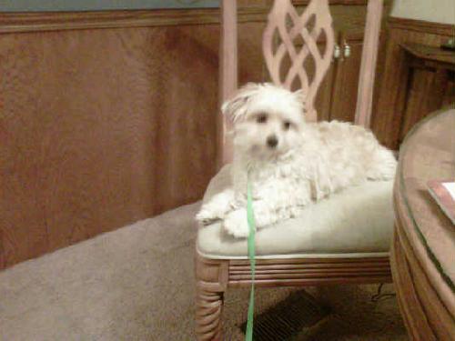 Arnold-ADOPTED-4.3.11