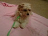Arnold-ADOPTED-4.3.11