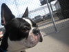 Sherwin - ADOPTED 04.01.11