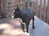 Sherwin - ADOPTED 04.01.11