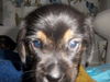 Cc Litter-Theodore-ADOPTED 5.10.11