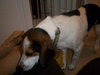 Brittany - ADOPTED 07.31.11