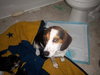 Brittany - ADOPTED 07.31.11